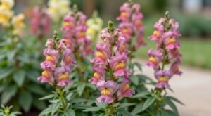 Boca-de-Leão Gosta de Frio? Como Cultivar e Cuidar da Planta no Clima Ideal