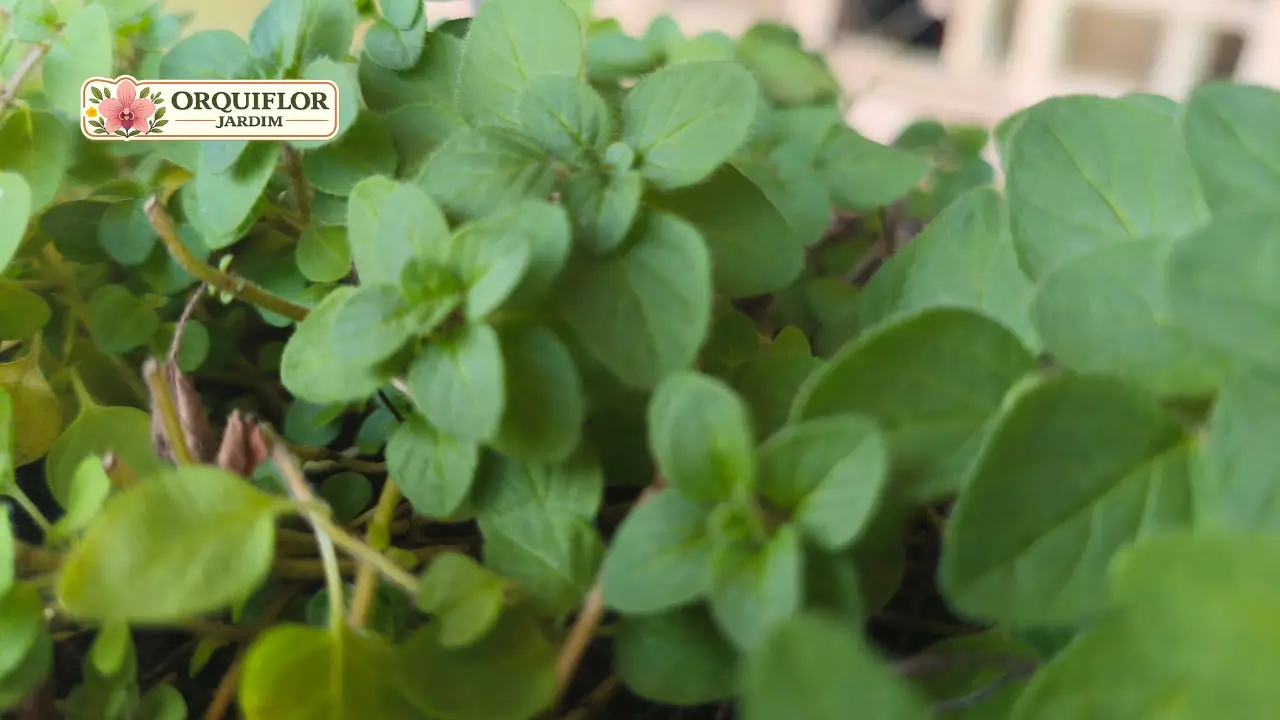 Orégano saudável com folhas verdes cultivado durante o inverno no jardim.